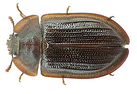 Ostoma ferrugineum