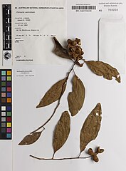 Herbarium specimen with fruit