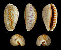 Ovatipsa chinensis