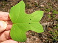 Two eggs on a tulip tree leaf