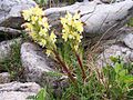 Pedicularis oederi