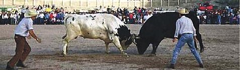 Toros de pelea que inspiraron la mascota del club