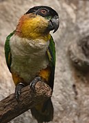 A parrot with green wings, yellow legs and cheeks, a white underside, an orange nape, and a black forehead