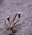 Plantago erecta