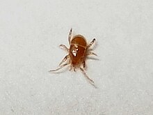 Frontal view of a small adult mite against a white background. The mite is shiny and medium brown, with three pairs of legs and a pair of long segmented antennae. The image is slightly blurry.