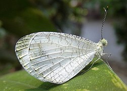 纖粉蝶 Leptosia nina