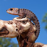 Scinque crocodile (Tribolonotus gracilis)