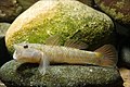 Image 58Rhinogobius flumineus swim on the beds of rivers (from Demersal fish)