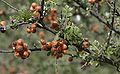 Little-Leaf Sumac, ditto