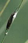 Insekt des Jahres 2013: Gebänderte Flussköcherfliege (Rhyacophila fasciata)