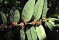 fleurs de Sauropus androgynus