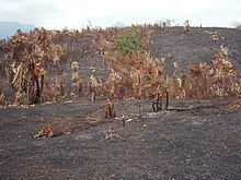 Photographie couleur d'une forêt incendiée dont les seuls restes sont des troncs noircis