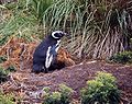 Magellanic penguin