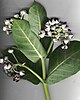 Calotropis procera branch with flowers