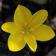 A Sternbergia lutea flower showing the two whorls of tepals