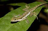 Norops: About 190 species from Mexico, Central and South America, Cuba, Jamaica, Cayman and Bahamas (shown: Norops poecilopus)