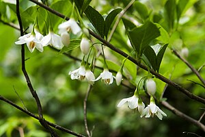 때죽나무(Styrax japonicus)