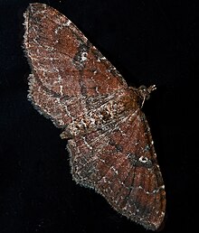 The Gem - Hodges#7414 (Orthonama obstipata)