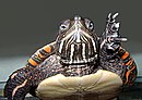 Frontal shot of painted turtle