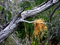 Usnea rubicunda growing on a branch in Mendocino County, California.