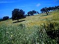 Valle de Alcudia on lähes 1200 km² suuruinen metsäalue.