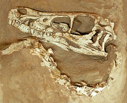 Κρανίο του Velociraptor mongoliensis, απόσπασμα του δείγματος των «Μαχητικών Δεινοσαύρων»