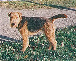 Welsh terrier