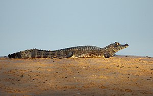 An adult resting in the sun