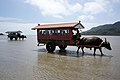 由布島の水牛車（沖縄県八重山郡竹富町）