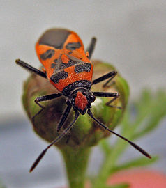 Corizus hyoscyami