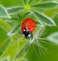 מושית השבע (Coccinella septempunctata)