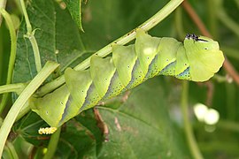 Variante chromatique verte de la chenille en posture sphinx