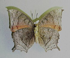 Anaea troglodyta (Fabricius, 1775), underside