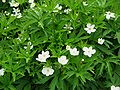 Anemone canadensis