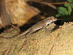 Description de l'image Anolis cooki.jpg.