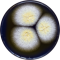 Aspergillus salwaensis growing on CYA plate