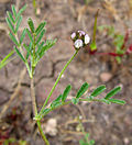 Miniatuur voor Astragalus didymocarpus