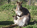 Bennetts wallaby with joey