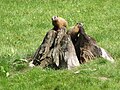 Black Hills Marmots standing on Burrow