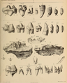 Permanent dentition, from Tor Bryan Caves near Torquay (now kept in British Museum), Creswell Caves in Derbyshire (now kept in Manchester's Owen College Museum), Kirkdale Cave and Wookey Hole (now kept in Oxford Museum).