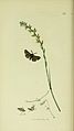 Illustration from John Curtis's British Entomology Volume 5