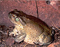 Bufo alvarius (Sapo do Deserto de Sonora)