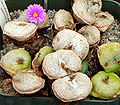 Conophytum wettsteinii