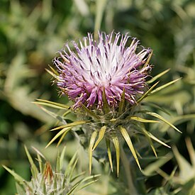 Cousinia pterocaulos