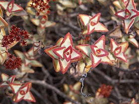 Crassula rupestris