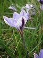 Crocus minimus side-view