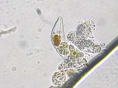 Cymbella