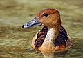 Image 22 Fulvous Whistling Duck Photo: Branko Kannenberg The Fulvous Whistling Duck (Dendrocygna bicolor) is a whistling duck which breeds across the world's tropical regions. It is a common species, growing to about 48–53 cm (19–21 in) long. Its habitat is still freshwater lakes, paddy fields or reservoirs with plentiful vegetation, where it feeds mainly at night on seeds and other parts of plants. More selected pictures