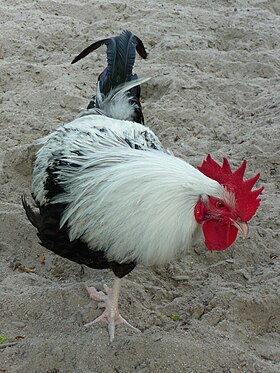 Coq dorking argenté saumoné.