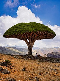 Un dragonnier de Socotra. (définition réelle 4 000 × 5 328)